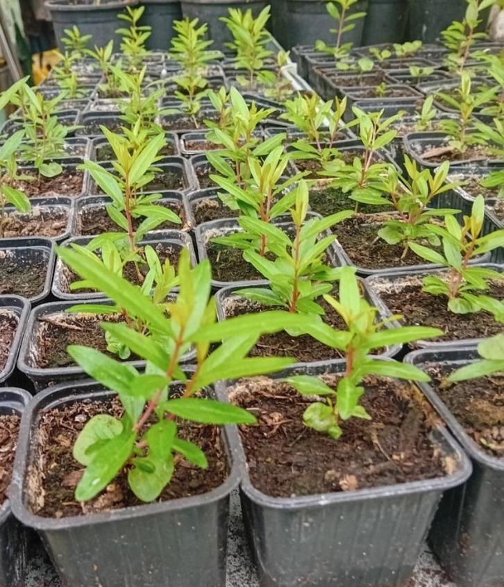 Jonge Granaatappelplantjes (Punica granatum), Tuin en Terras, Planten | Fruitbomen, Overige soorten, Minder dan 100 cm, Volle zon