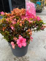 Azalea rododendron, Vaste plant, Ophalen of Verzenden, Lente, Overige soorten