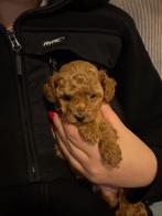 Toypoedel pups, Dieren en Toebehoren, Honden | Chihuahua's en Gezelschapshonden, Poedel, CDV (hondenziekte), 8 tot 15 weken, Meerdere