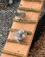 Prachtige zijdehoen kuikens, Augustus, Geslacht onbekend