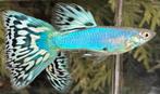 ***High Quality Blue Singa Mosaic Guppen***, Dieren en Toebehoren, Vissen | Aquariumvissen, Vis, Zoetwatervis, Schoolvis
