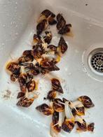 Afrikaanse reuzenslak, 0 tot 2 jaar