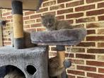 Britse longhair / korthair kittens, Meerdere dieren, Langharig, 0 tot 2 jaar