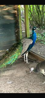 Leggend Koppel blauwe pauwen 2 vr 1 man., Meerdere dieren, Overige soorten