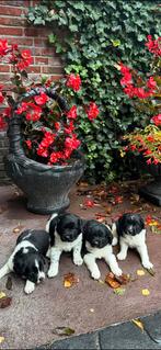 Schitterende Raszuivere friese Stabij pups, Dieren en Toebehoren, Honden | Retrievers, Spaniëls en Waterhonden, Rabiës (hondsdolheid)