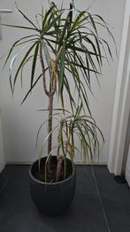 Dracaena Marginata / Drakenbloedboom in pot 24x24, Ophalen, In pot, Halfschaduw, Minder dan 100 cm