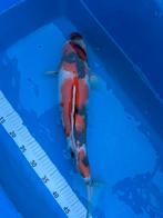 Mooie Ogata Showa, Karper of Koi