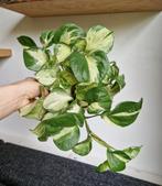 Manjula pothos, Huis en Inrichting, Kamerplanten, Minder dan 100 cm, Halfschaduw, Ophalen