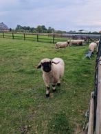 Walliser schwarznase ooien, Dieren en Toebehoren, Vrouwelijk, Schaap