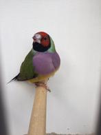 Gouldamadine pop, Dieren en Toebehoren, Vrouwelijk, Geringd