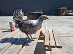 3 hennen poule de bresse zilverpel, Dieren en Toebehoren, Vrouwelijk, Kip