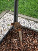 Prachtig jong koppel goudfazanten, Dieren en Toebehoren, Meerdere dieren, Overige soorten