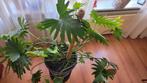 super mooie gatenplant, Huis en Inrichting, Kamerplanten, Ophalen, Halfschaduw