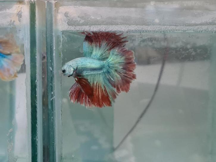 Betta splendens super delta kempvis man, Dieren en Toebehoren, Vissen | Aquariumvissen, Zoetwatervis, Vis
