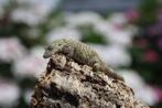 Eurydactylodes occidentalis 1.1, Hagedis, Met terrarium, 0 tot 2 jaar