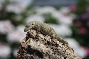 Eurydactylodes occidentalis 1.1 beschikbaar voor biedingen