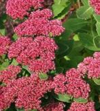 Sedum Herbstfreude – in pot - Prachtige herfstbloei, Tuin en Terras, Planten | Tuinplanten, Ophalen, Bodembedekkers, Vaste plant