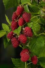 Biologische Frambozenstek, €2,-, Ophalen of Verzenden, Minder dan 100 cm, Overige soorten