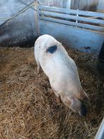 Varken / zeug, Dieren en Toebehoren, Schapen, Geiten en Varkens, Vrouwelijk
