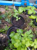 Zwarte framboos in pot, Vaste plant, Ophalen of Verzenden, Halfschaduw, Zomer