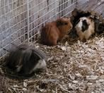 3 cavia beren, Dieren en Toebehoren, Juli, Mannelijk, Cavia