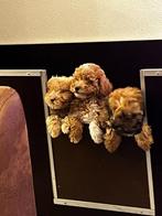 Prachtige Maltipoo x labradoodle pups, CDV (hondenziekte), 8 tot 15 weken, Meerdere, Nederland