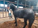 Friese hengst, Dieren en Toebehoren, Paarden, Gechipt, Minder dan 160 cm, 0 tot 2 jaar, Hengst