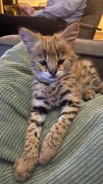 Serval katertje beschikbaar, Dieren en Toebehoren, Katten en Kittens | Raskatten | Korthaar, Gechipt, 0 tot 2 jaar, Poes
