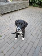 Pup 4 mnd teefje, Dieren en Toebehoren, Honden | Niet-rashonden, Particulier, Rabiës (hondsdolheid), 15 weken tot 1 jaar, Buitenland
