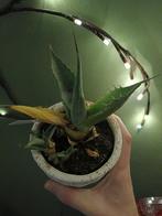 Agave plant in pot -, Ophalen of Verzenden