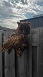 Opgezette uil taxidermie, Verzamelen, Dierenverzamelingen, Ophalen of Verzenden, Zo goed als nieuw, Vogel, Opgezet dier