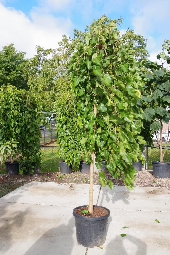 moerbei boom morus alba pendula treurvorm treurboom, Tuin en Terras, Planten | Bomen, Overige soorten, Volle zon, In pot, Ophalen