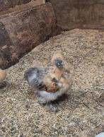 Prachtige zijdehoender hanen te koop, Dieren en Toebehoren, Pluimvee, Mannelijk, Kip