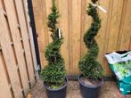 Taxus baccata spiraal, Ophalen, Taxus, 100 tot 250 cm