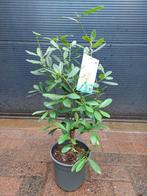 Ilex Paraguariensis - Matéplant / Plant voor thee, Tuin en Terras, Planten | Tuinplanten, Volle zon, Vaste plant, Zomer, Ophalen