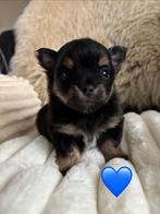 Pomeriaan x Chihuahua/Yorkshire terriër Pups, Dieren en Toebehoren, Honden | Chihuahua's en Gezelschapshonden, Rabiës (hondsdolheid)