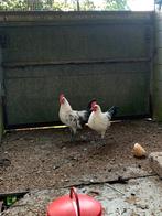2 jonge Groninger Meeuw hanen, Mannelijk, Kip