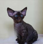 Devon Rexen baby's..Nog laatste katterte beschikbaar., Dieren en Toebehoren, Katten en Kittens | Raskatten | Korthaar, Meerdere dieren