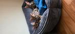 Bengal Kittens – Jongens, Dieren en Toebehoren