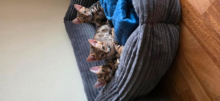 Bengal Kittens – Jongens, Dieren en Toebehoren, Katten en Kittens | Dekkaters
