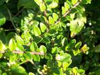 90 Lonicera Maigrun groenblijvende lage sterke heester, Ophalen of Verzenden, Overige soorten, Struik, Minder dan 100 cm