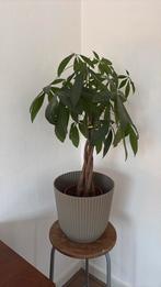 Gevlochten Pachira kamerplant, Ophalen of Verzenden, Halfschaduw, Minder dan 100 cm