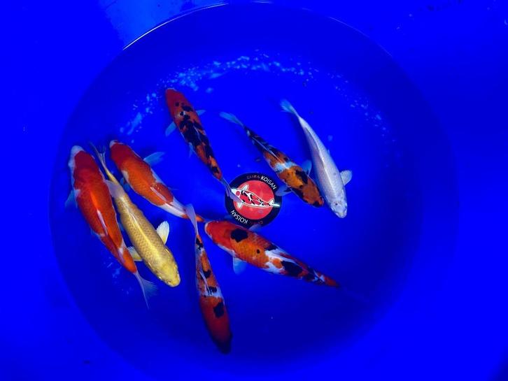 Diverse Japanse koi karper | Koikarpers  | Tosai vissen, Dieren en Toebehoren, Vissen | Vijvervissen, Karper of Koi