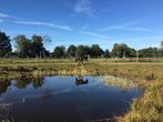 Paddock Paradise, Dieren en Toebehoren, Stalling en Weidegang, Weidegang