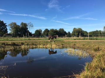 Paddock Paradise beschikbaar voor biedingen