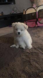 Puppy pomeriaan x maltezer, Dieren en Toebehoren, Honden | Chihuahua's en Gezelschapshonden, Rabiës (hondsdolheid), Overige rassen