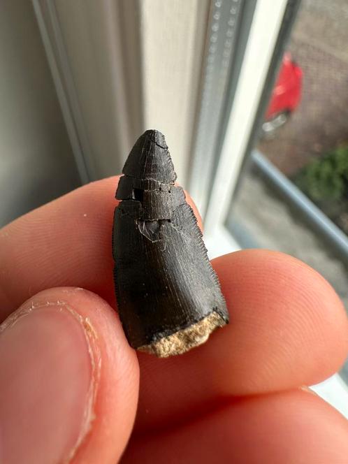 Allosaurus tand, Verzamelen, Mineralen en Fossielen, Fossiel, Verzenden