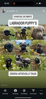 Charcoal en zwarte labradors mogen 14 juli het nest verlaten, Dieren en Toebehoren, Honden | Retrievers, Spaniëls en Waterhonden