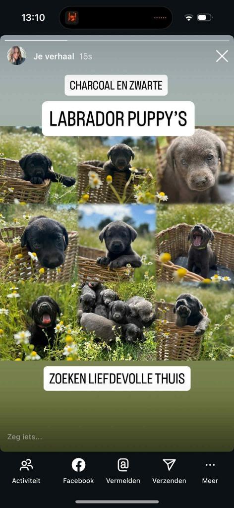 Charcoal en zwarte labradors mogen 14 juli het nest verlaten, Dieren en Toebehoren, Honden | Retrievers, Spaniëls en Waterhonden