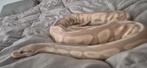 Python 0.1 2019, Dieren en Toebehoren, Reptielen en Amfibieën, Slang, Tam, 3 tot 6 jaar